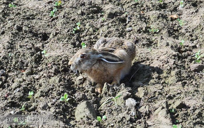 Akcja "Ożywić pola"