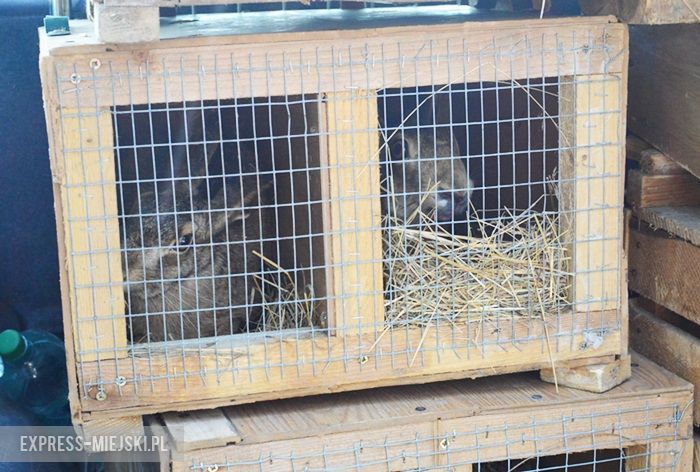 Akcja "Ożywić pola"