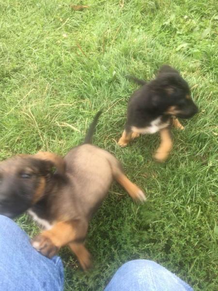 Pieski czekają na adopcję