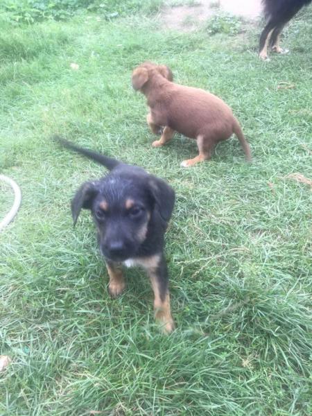 Pieski czekają na adopcję