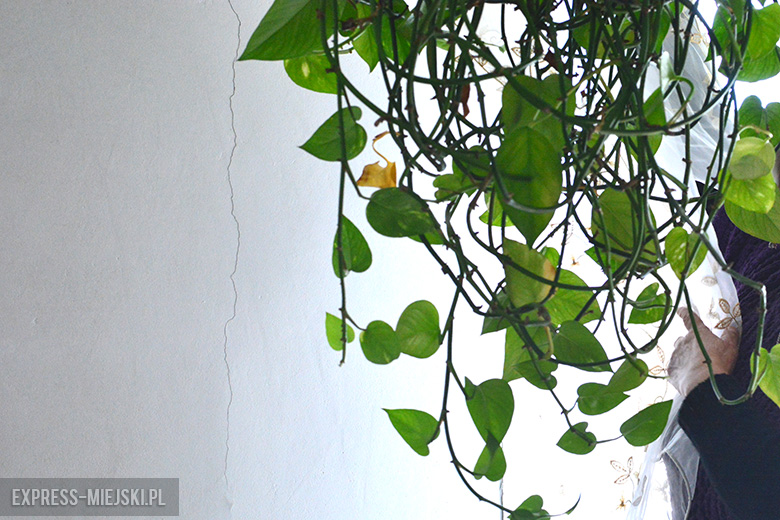 Ściany budynków stojących tuż przy drodze z kostki sukcesywnie pękają