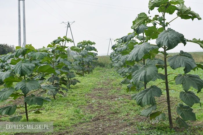 Wizytacja komisji konkursowej w Wichrowie