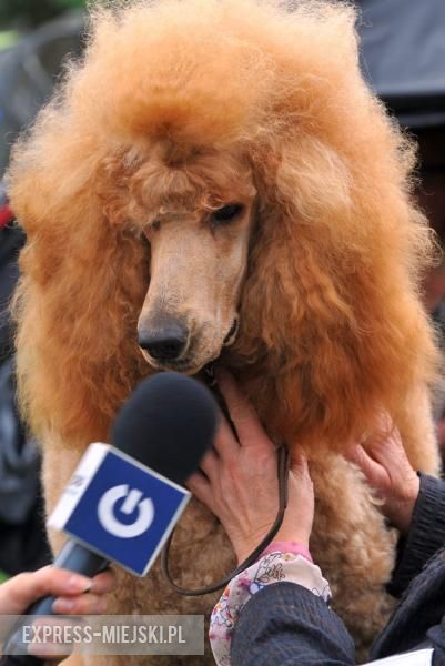 XXV Międzynarodowa Wystawa Psów Rasowych