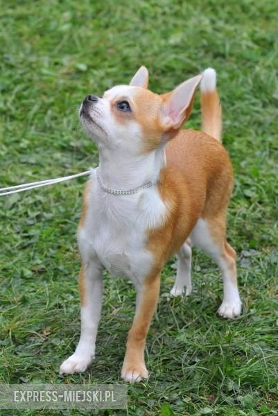 XXV Międzynarodowa Wystawa Psów Rasowych