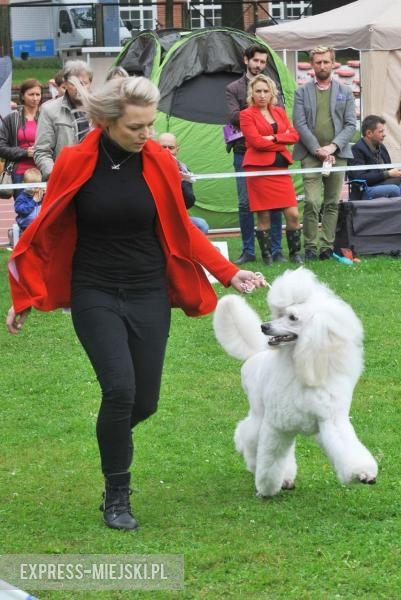 XXV Międzynarodowa Wystawa Psów Rasowych
