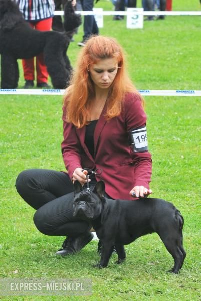 XXV Międzynarodowa Wystawa Psów Rasowych