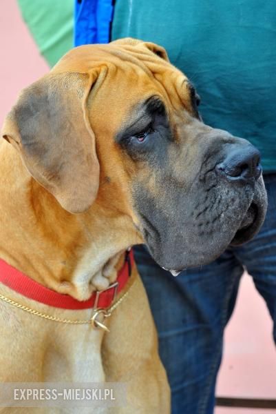 XXV Międzynarodowa Wystawa Psów Rasowych