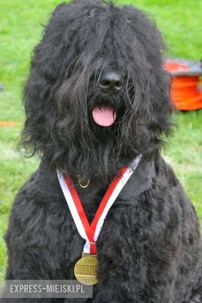 XXV Międzynarodowa Wystawa Psów Rasowych