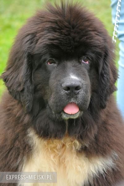 XXV Międzynarodowa Wystawa Psów Rasowych