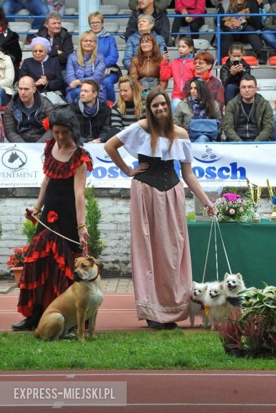 XXV Międzynarodowa Wystawa Psów Rasowych