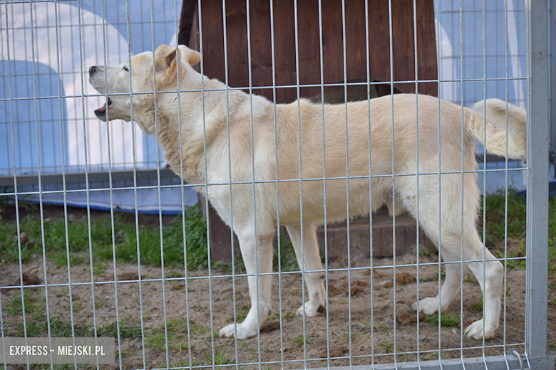 Gminny punkt przechowywania zwierząt