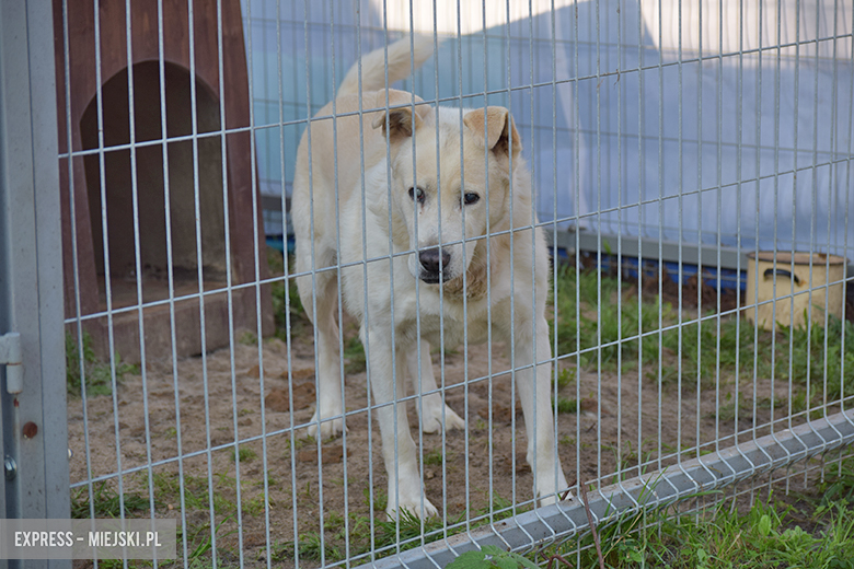 Gminny punkt przechowywania zwierząt