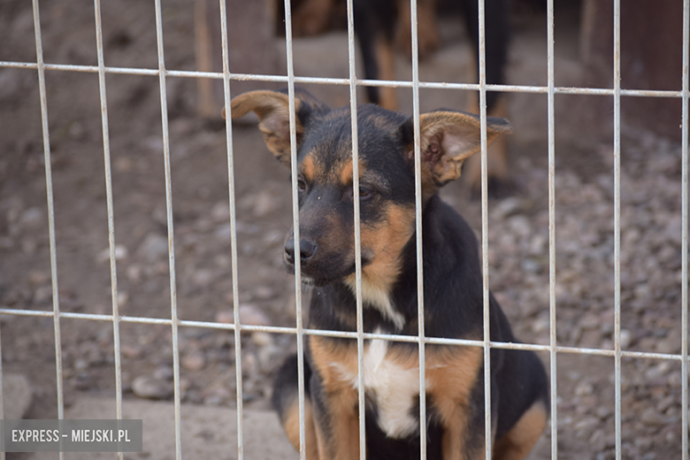 Gminny punkt przechowywania zwierząt