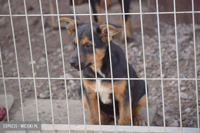 Gminny punkt przechowywania zwierząt