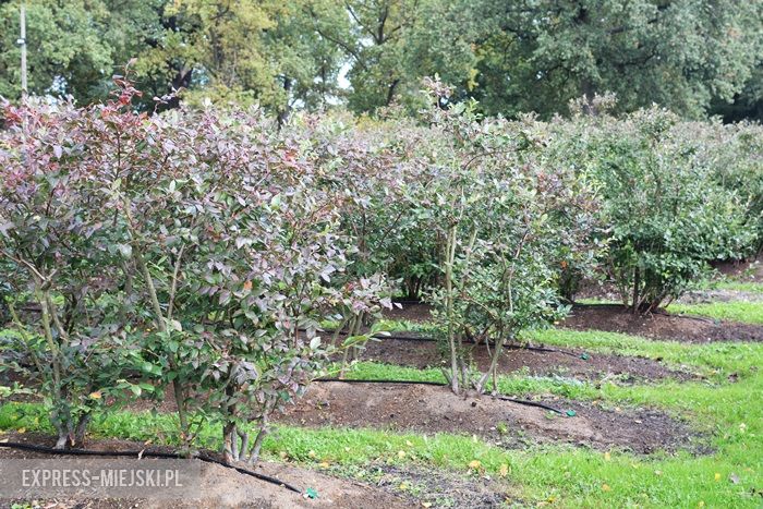 Wizytacja w Brzezince Średzkiej