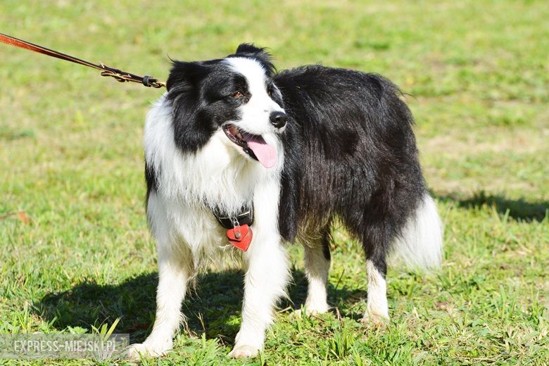 Hubertus 2017 w Gałowie