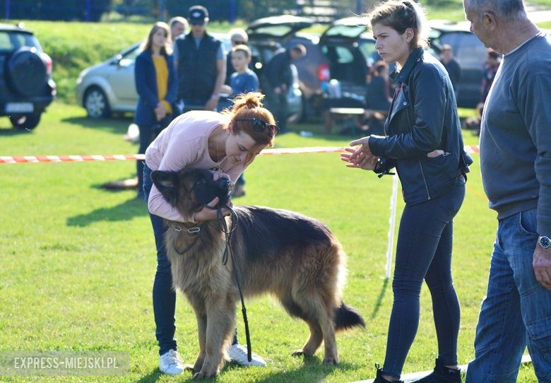 Wystawa rasowych psów w Miękini