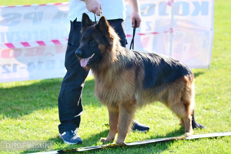 Wystawa rasowych psów w Miękini