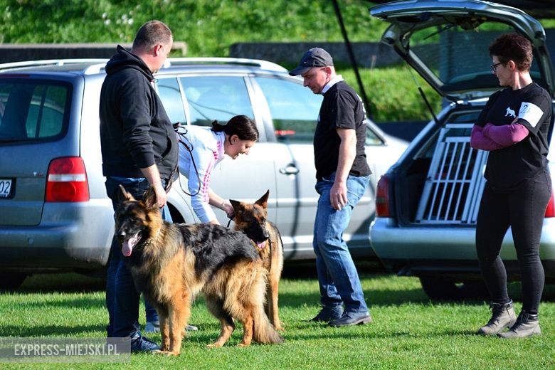 Wystawa rasowych psów w Miękini