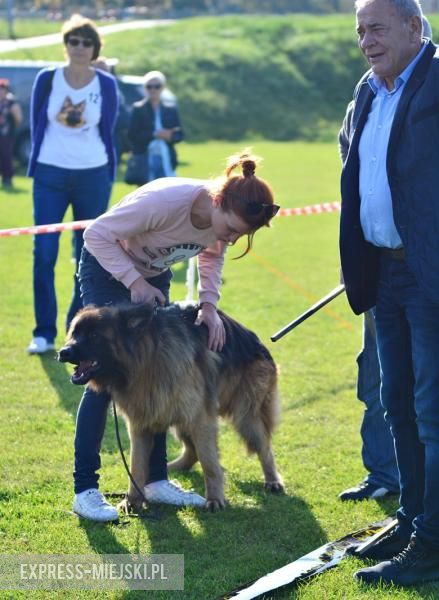 Wystawa rasowych psów w Miękini