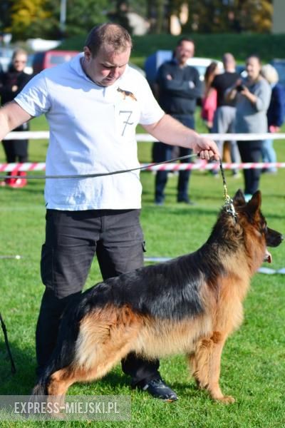 Wystawa rasowych psów w Miękini