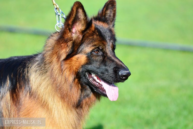 Wystawa rasowych psów w Miękini