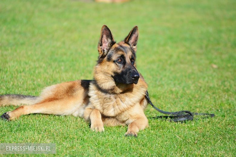 Wystawa rasowych psów w Miękini