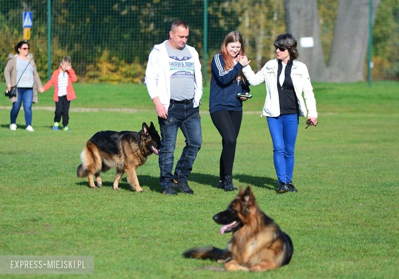 Wystawa rasowych psów w Miękini