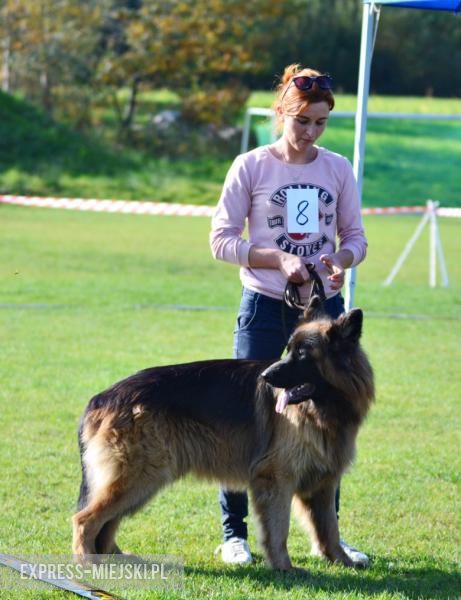 Wystawa rasowych psów w Miękini