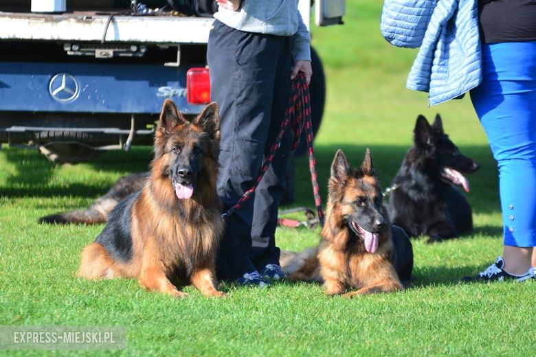 Wystawa rasowych psów w Miękini