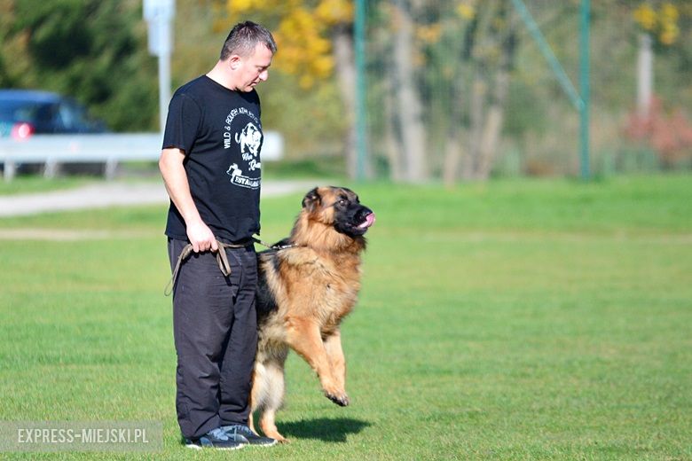 Wystawa rasowych psów w Miękini