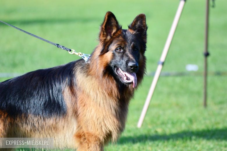 Wystawa rasowych psów w Miękini