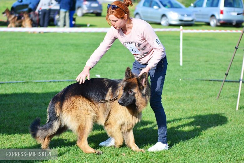Wystawa rasowych psów w Miękini