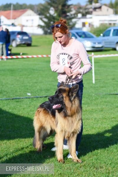 Wystawa rasowych psów w Miękini