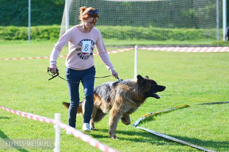 Wystawa rasowych psów w Miękini