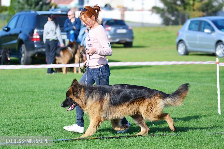 Wystawa rasowych psów w Miękini