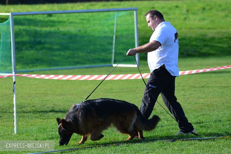 Wystawa rasowych psów w Miękini