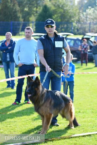 Wystawa rasowych psów w Miękini