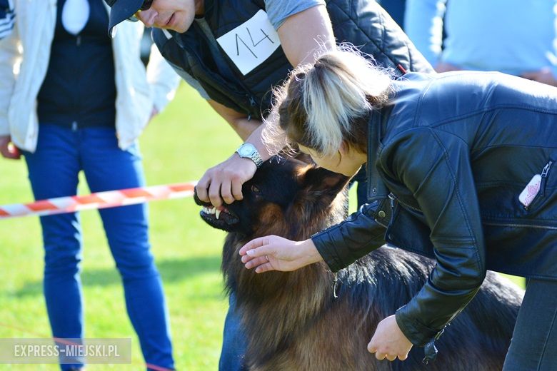 Wystawa rasowych psów w Miękini