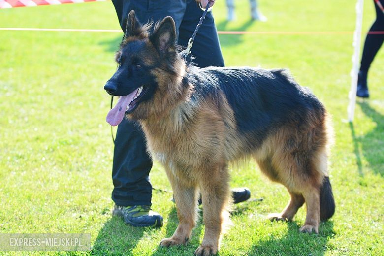 Wystawa rasowych psów w Miękini