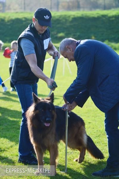 Wystawa rasowych psów w Miękini