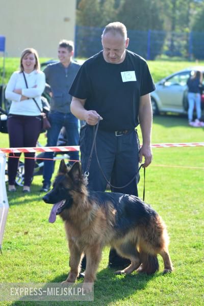Wystawa rasowych psów w Miękini