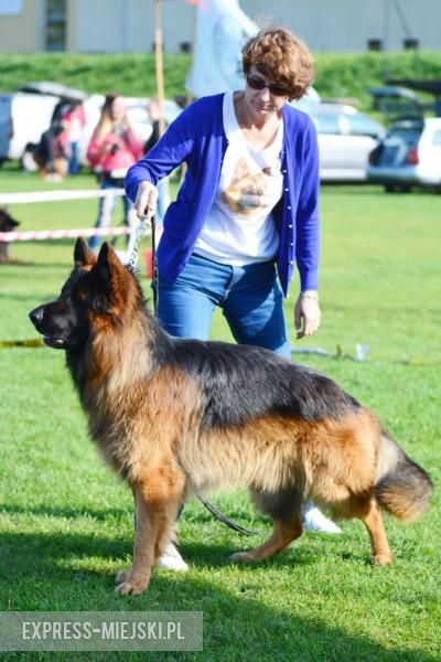 Wystawa rasowych psów w Miękini