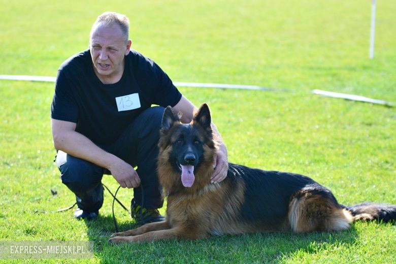 Wystawa rasowych psów w Miękini