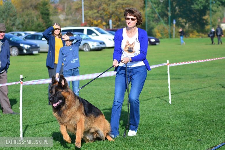 Wystawa rasowych psów w Miękini