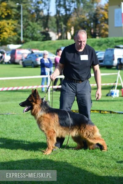 Wystawa rasowych psów w Miękini