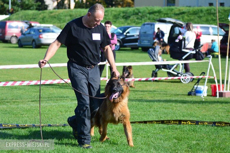 Wystawa rasowych psów w Miękini