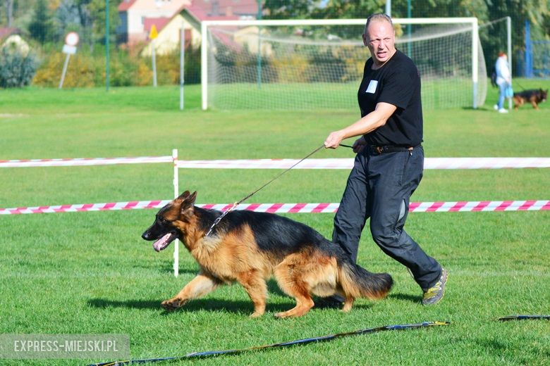 Wystawa rasowych psów w Miękini