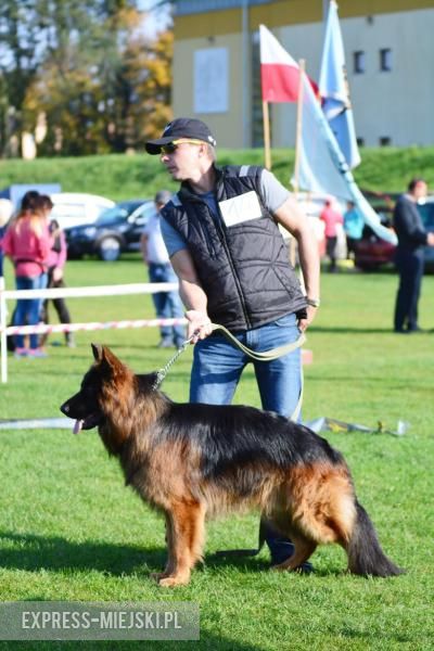 Wystawa rasowych psów w Miękini