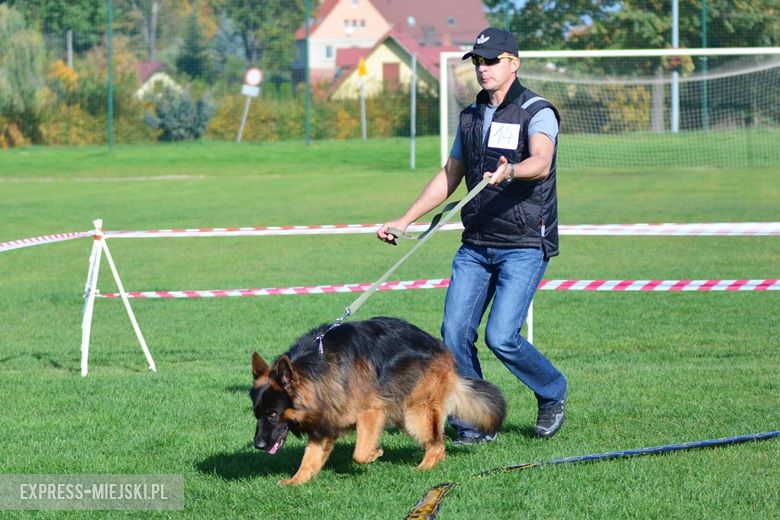 Wystawa rasowych psów w Miękini